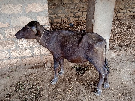 2 પાડા દેવાના છે