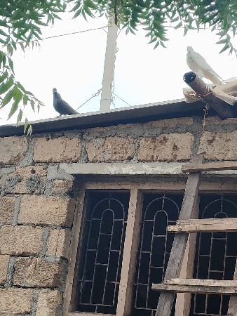 કબૂતર વેચવાના છે