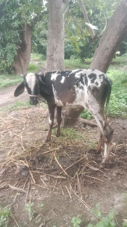 બે વર્ષની વાસડી છે