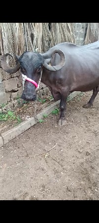 ભેંસ વેચવાની છે