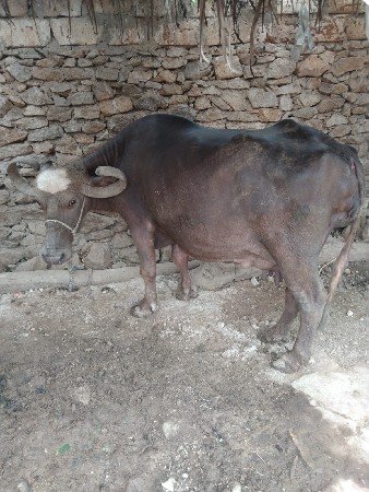 પાસ  વેતર
