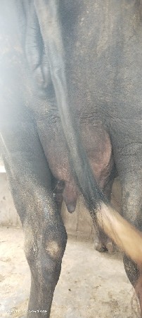 ભેંસ વેચવાની છે બીજું વેતન