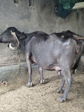 આ ભી વેચવાની છે