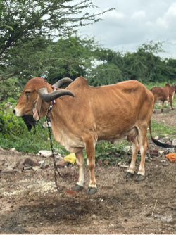 Gay Vechvani