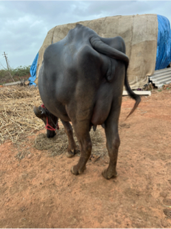 Pelu vetar khadelu