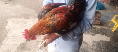 9313184738