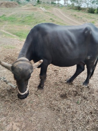 ભેંસ વેચવાની છે