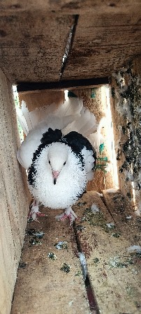 એકારી જોડી