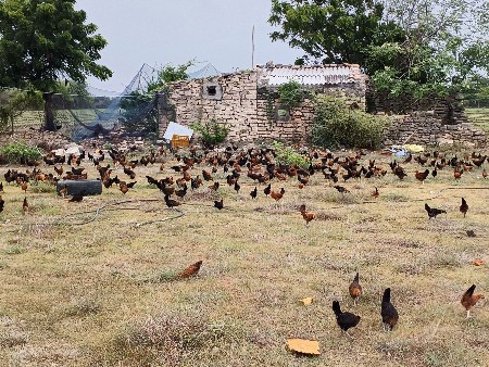 deshi murgi