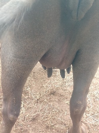 ગાભણ