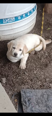 લેબરા ફિમેલ