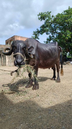 ભેંસ વેચવાની છે