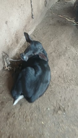 ભેંસ વેચવાની છે