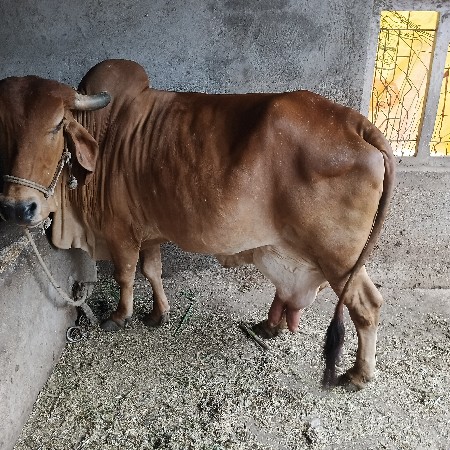 વેચવાની છે