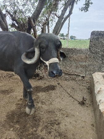 ખેડાલી વેચવાની છે પેલું વેતર