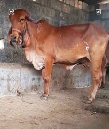ઓરીજનલ ગીર હોડકી વેચવાની છે