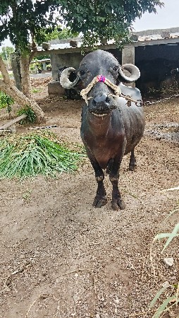 ખદેલી વેચવાની છે