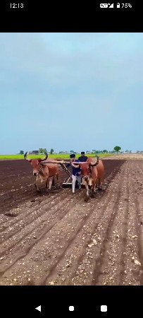બળદ વેચવાના છે