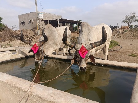 બળદ દયદેવા છે રોગા