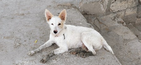 વેસવાના