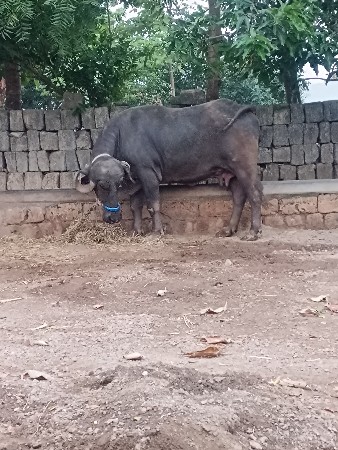 વેસવાનીસે
6 મયના ગાભણ