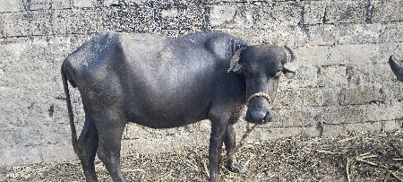 l
9727139652