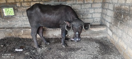 ખડેલી વેચવાની છે