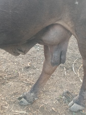 ગાય વેચવાની છે