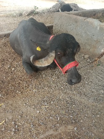 ભેશ વેશવા નિ છે
