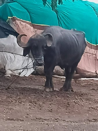 ભેંસ વેચવાની છે