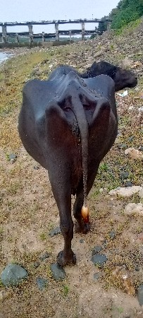 ભેંશ