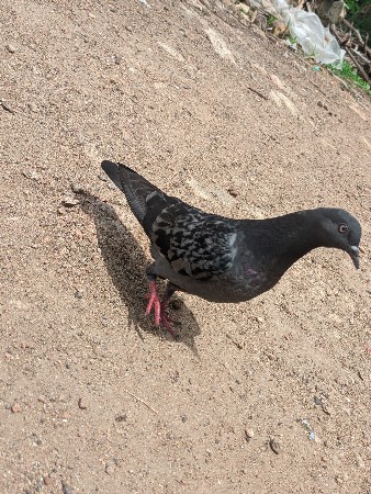 માંગરોળ કોટડા