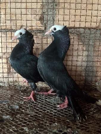 મુખી પઠા