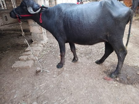 ખડેલી વેચવાની છે