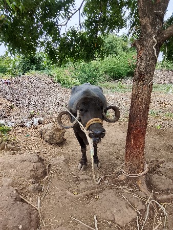 વેચવાની છે