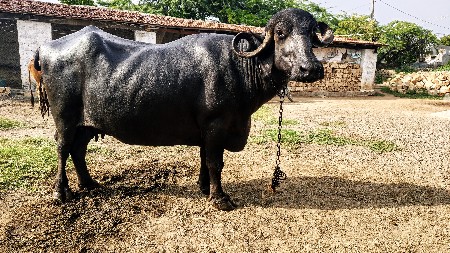 ભેંસ વેચવાની છે