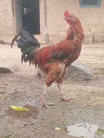 મરઘાં વેસવાના છે