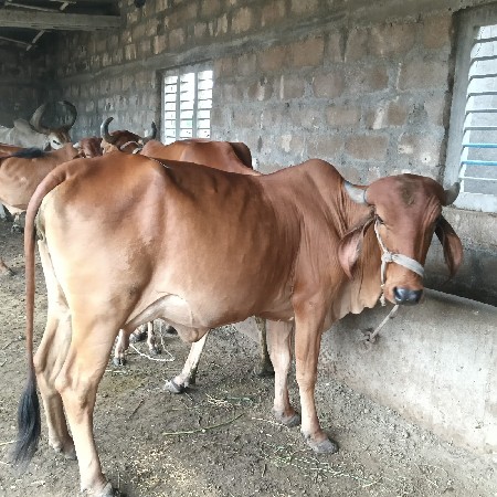 ગાય