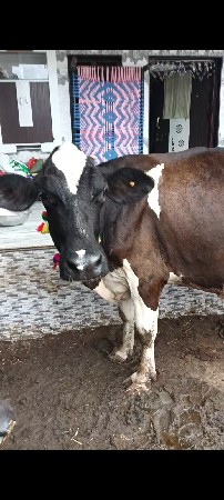 આ જર્સી ગાય વેચવાની છે