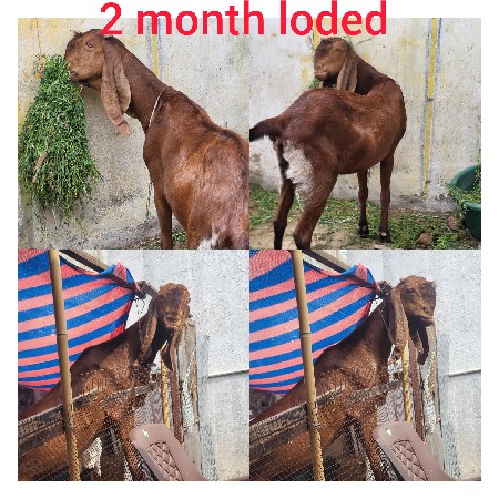 rajeshthani bachali ne bakri