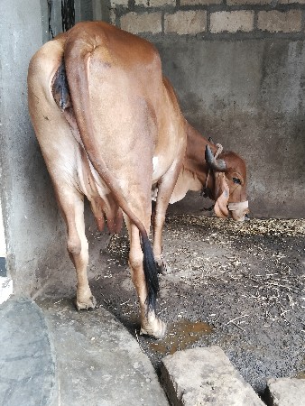 બે દેશી ગાયું વેચવાની છે