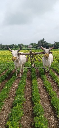 બળદ વેચવાના છે