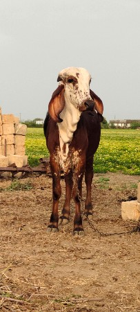 ગીર નિલ્ડી વાસડી