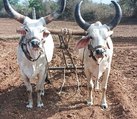 આ બળદ વેચવાના છે