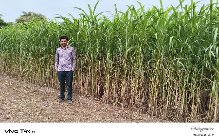કાળી વાઢ વાડી જુવાર