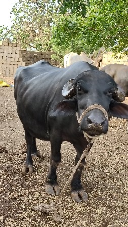 ૯૭૧૪૪૪૬૩૧૮ આ નંબર પર ફોન કરવુ