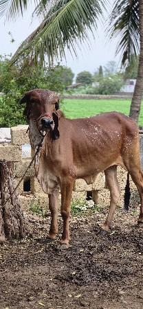 હોડકી વેચવા ની છે