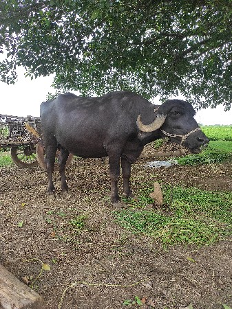 ભેંસ વેચવાની છે