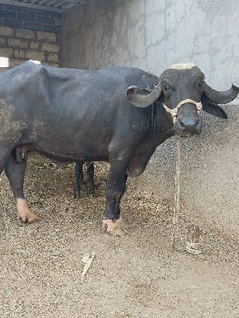ભેંસ વેચવાની છે