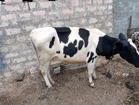 Hf ગાય